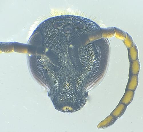 Réf. 349 700 : Lasioglossum morio